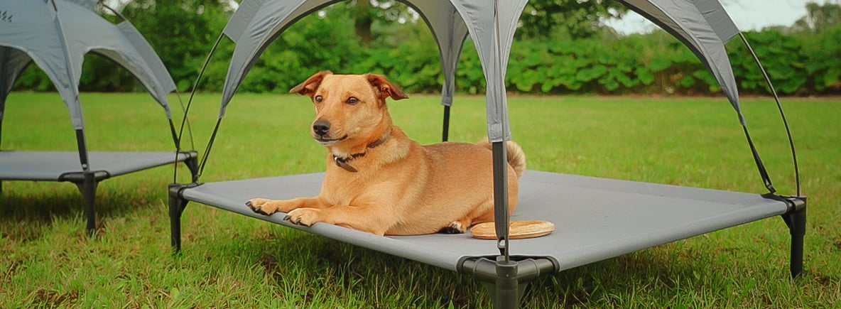 Tipps fürs Campen mit Ihrem Hund