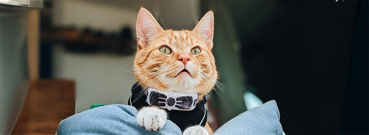 Camper-Katze Ollie