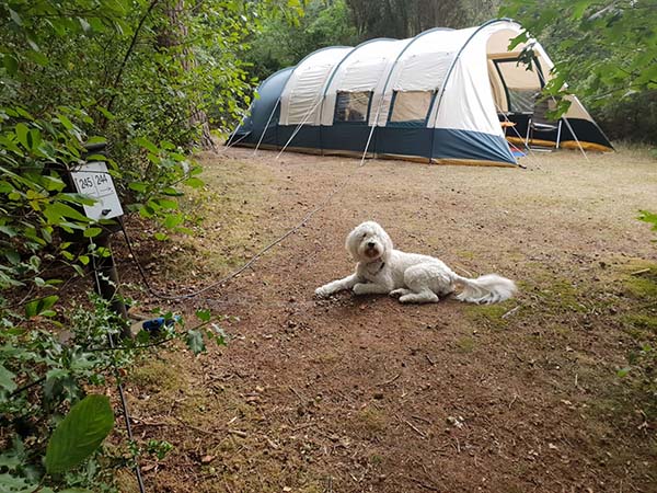 Campen mit einem Hund